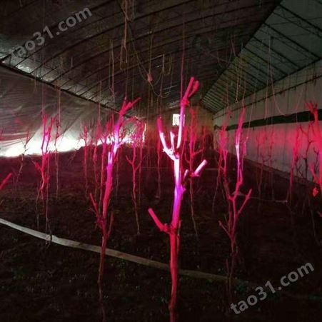 大棚作物长势好就用红皎阳植物补光灯G101 一亩地一个灯 一个月三度电西红柿草莓黄瓜专用补光灯